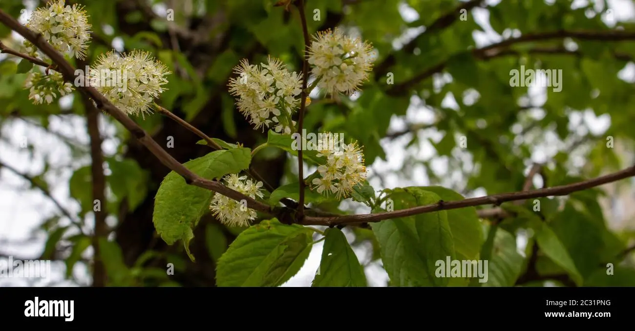 Bird cherry Maaka: photo and description