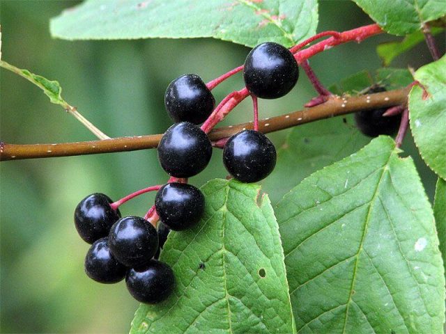 Bird cherry mashed with sugar