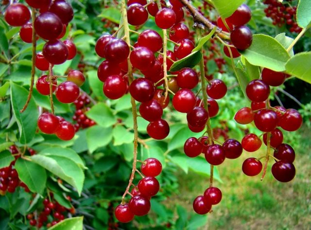 Bird cherry Virgin: photo and description