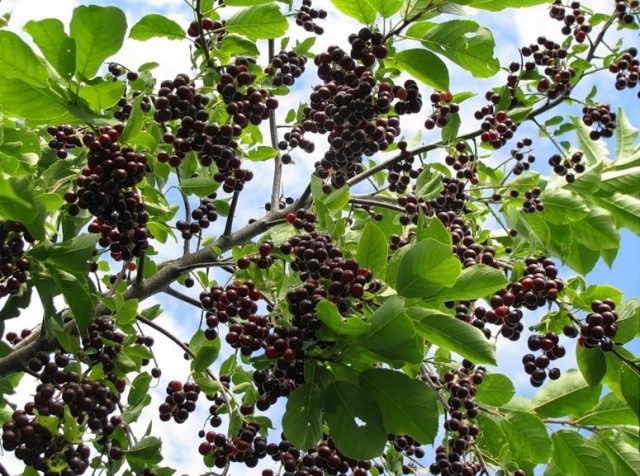 Bird cherry Virgin: photo and description