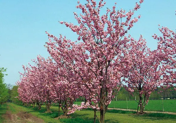 Bird cherry Virgin: photo and description