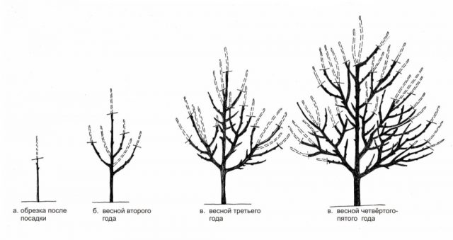 Bird cherry Virgin: photo and description