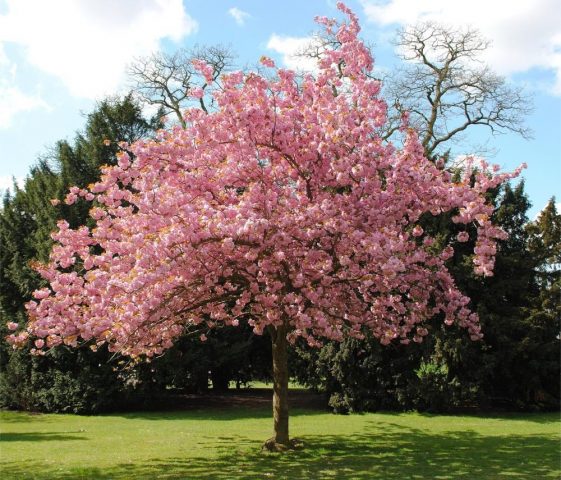 Bird cherry Virgin: photo and description