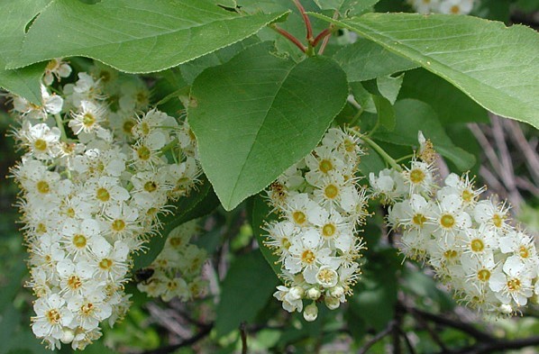 Bird cherry Virgin: photo and description