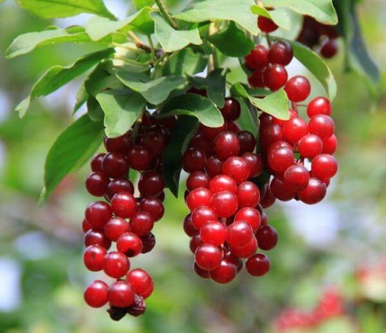 Bird cherry Virgin: photo and description