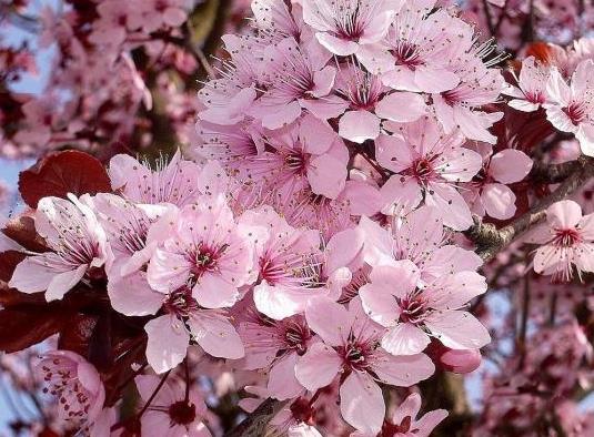 Bird cherry Virgin: photo and description