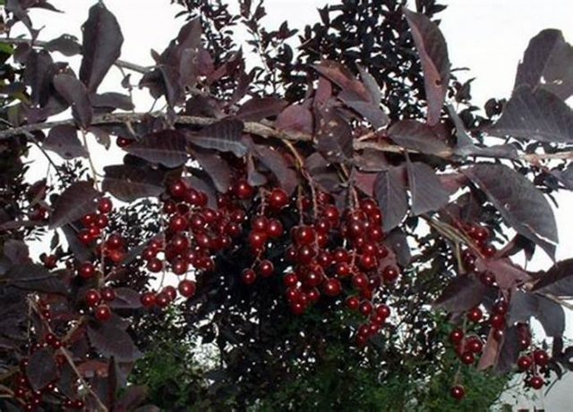 Bird cherry Virgin: photo and description