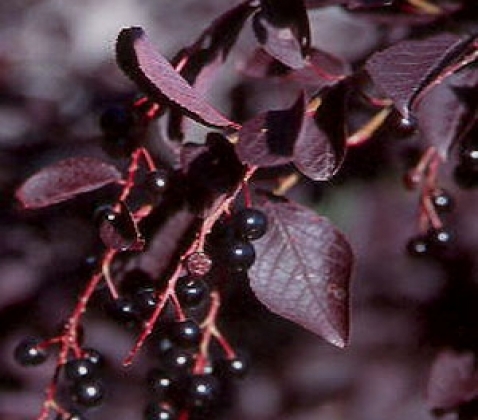 Bird cherry Virgin: photo and description