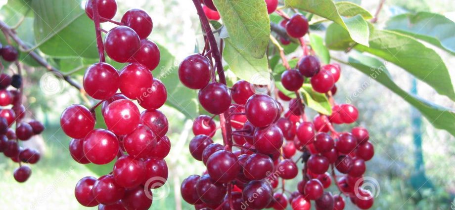 Bird cherry Virgin: photo and description