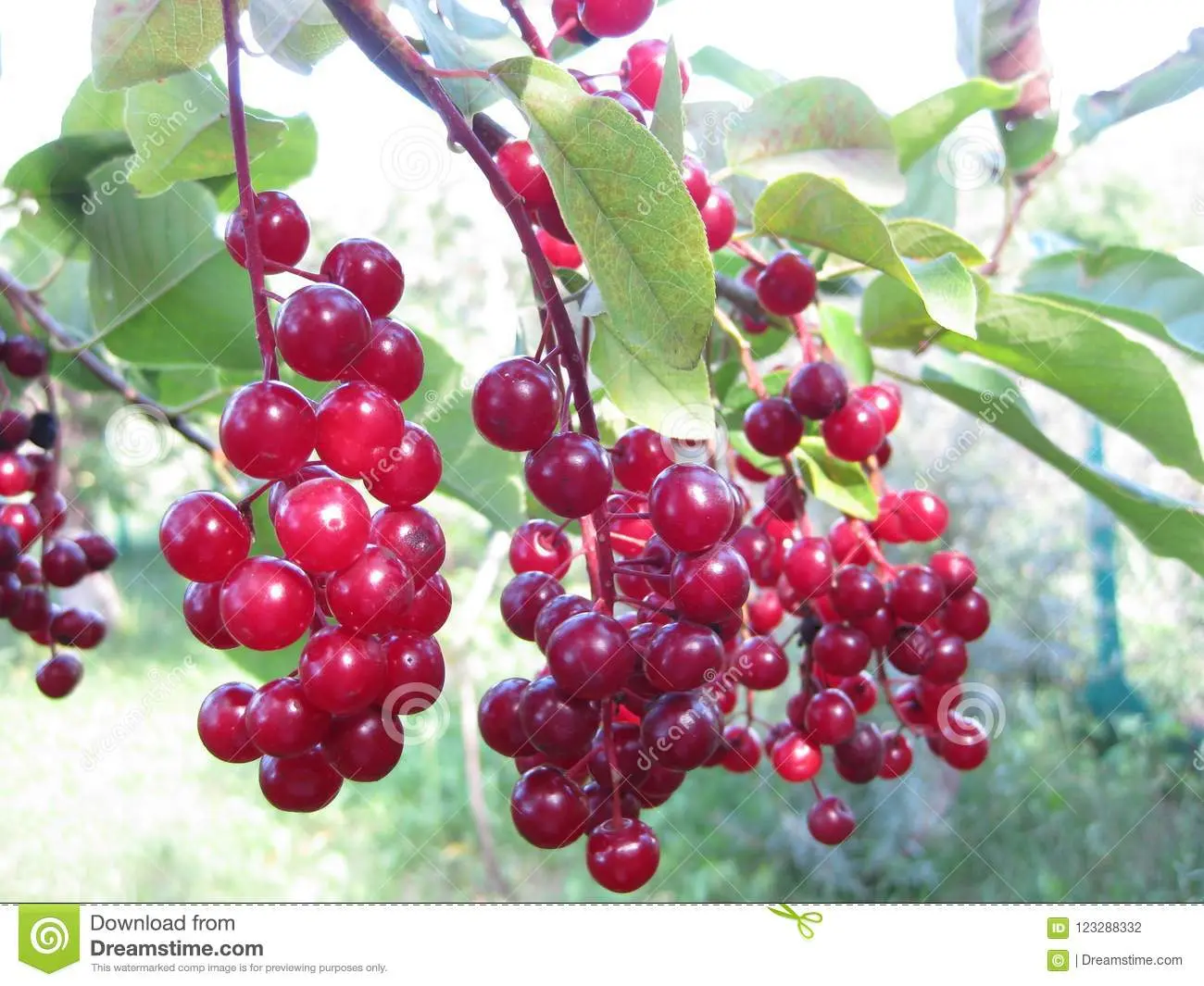 Bird cherry Virgin: photo and description