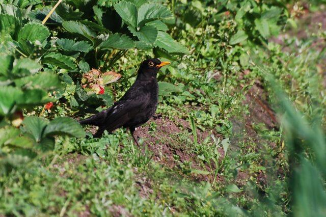 Birds peck strawberries from the garden: what to do, how to save the berry