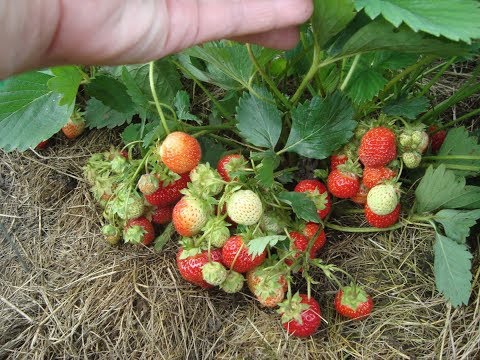 Birds peck strawberries from the garden: what to do, how to save the berry