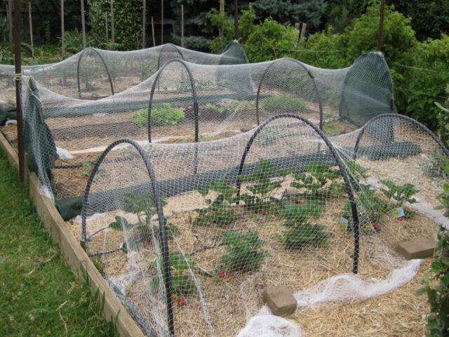 Birds peck strawberries from the garden: what to do, how to save the berry