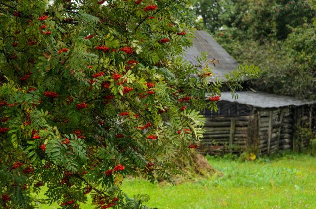 Birds peck strawberries from the garden: what to do, how to save the berry