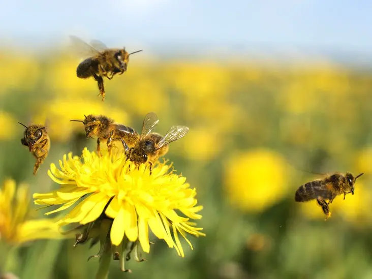 Bites and bites &#8211; what to do? First aid after the bite of a bee, wasp, mosquito, tick, bedbug, snake, spider [EXPLAINED]