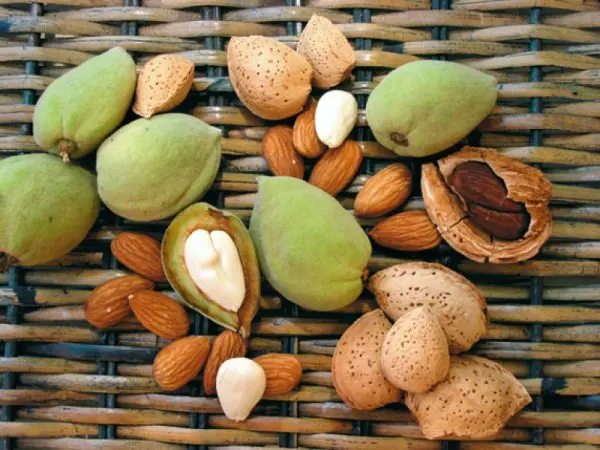 Bitter almonds: useful properties and contraindications