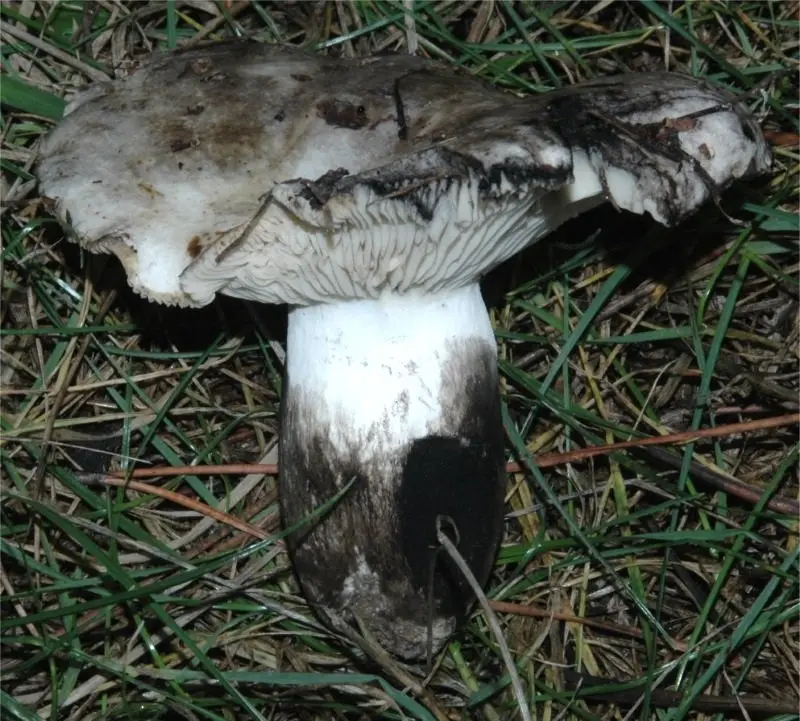 Black and white podgruzdok (Russula albonigra) photo and description
