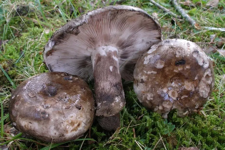 Black and white podgruzdok (Russula albonigra) photo and description