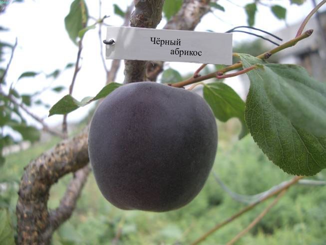 Black apricot: description and characteristics of the miracle fruit