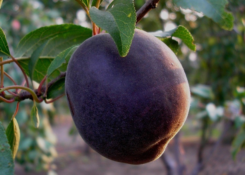 Black apricot: description and characteristics of the miracle fruit