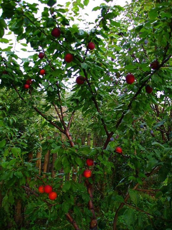 Black apricot: description and characteristics of the miracle fruit