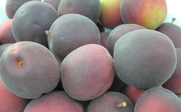 Black apricot: description and characteristics of the miracle fruit