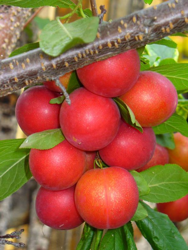 Black apricot: description and characteristics of the miracle fruit