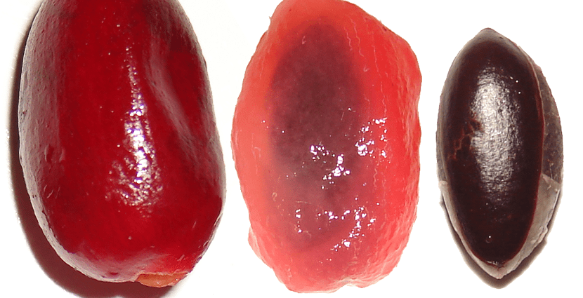 Black apricot: description and characteristics of the miracle fruit