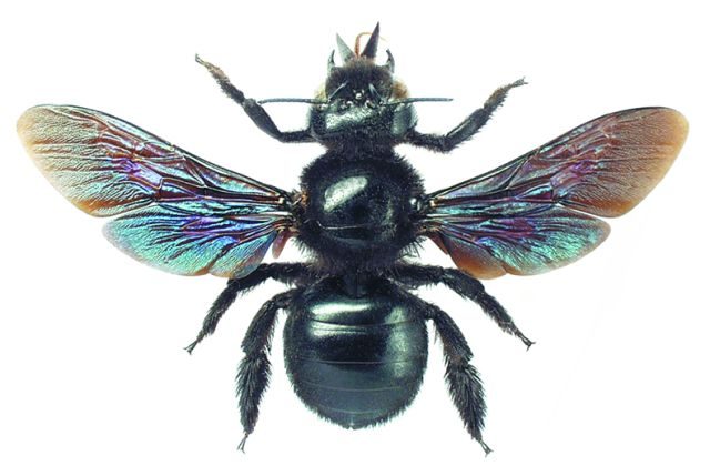 black bee