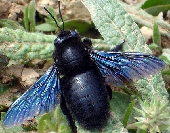 black bee