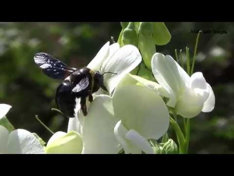 black bee