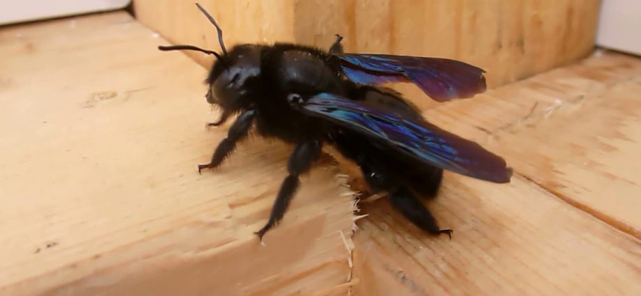 black bee