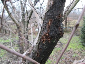 Black cancer of the apple tree - treatment and prevention of a dangerous disease