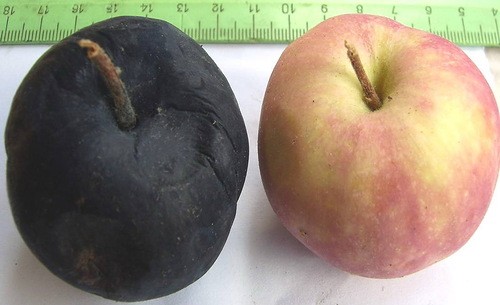 Black cancer of the apple tree - treatment and prevention of a dangerous disease