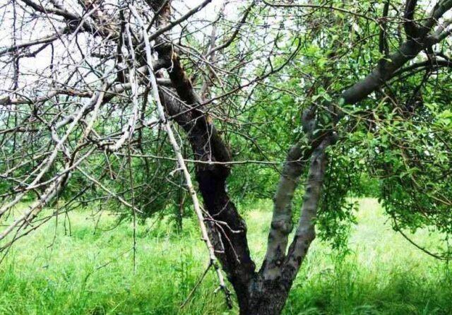 Black cancer of the apple tree: control measures, photos, treatment, what to do