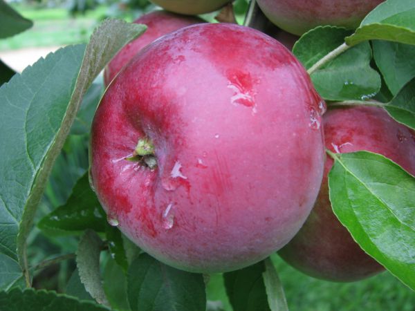 Black cancer of the apple tree: control measures, photos, treatment, what to do