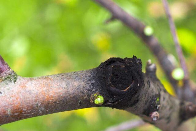 Black cancer of the apple tree: control measures, photos, treatment, what to do