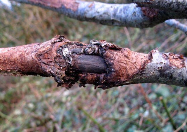 Black cancer of the apple tree: control measures, photos, treatment, what to do