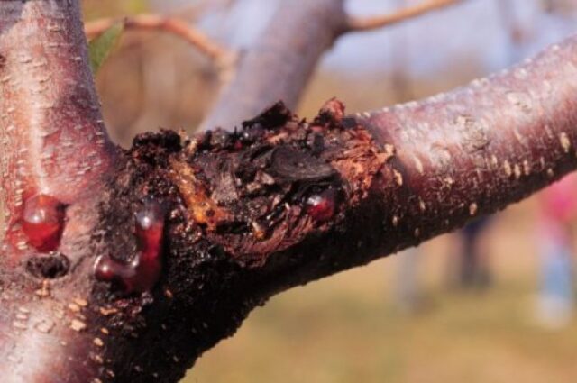 Black cancer of the apple tree: control measures, photos, treatment, what to do