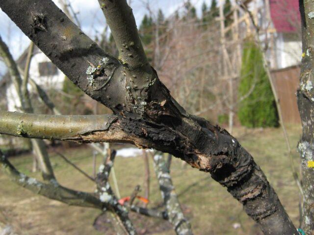 Black cancer of the apple tree: control measures, photos, treatment, what to do