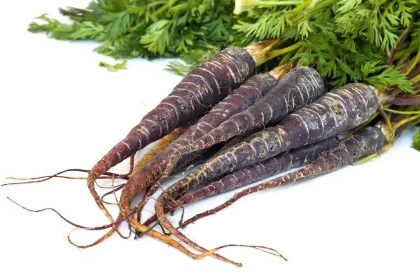 Black carrots: description, useful properties, harm and contraindications, areas of application + secrets of planting and care