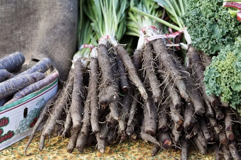 Black carrots: description, useful properties, harm and contraindications, areas of application + secrets of planting and care