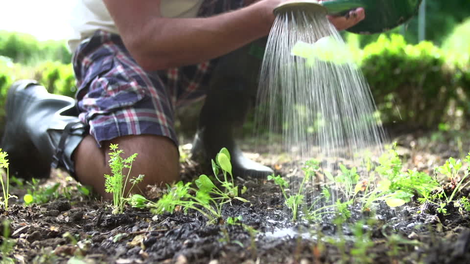 Black carrots: description, useful properties, harm and contraindications, areas of application + secrets of planting and care