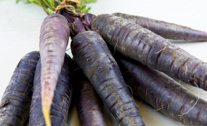 Black carrots: description, useful properties, harm and contraindications, areas of application + secrets of planting and care