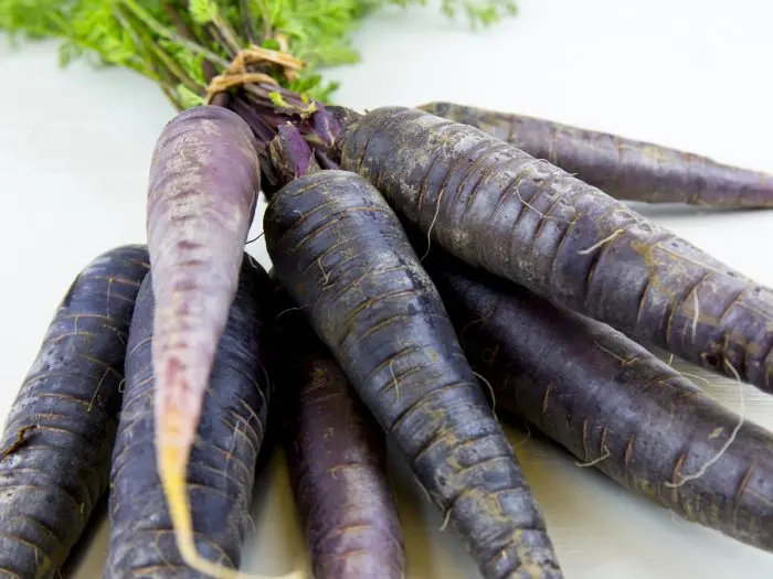 Black carrots: description, useful properties, harm and contraindications, areas of application + secrets of planting and care