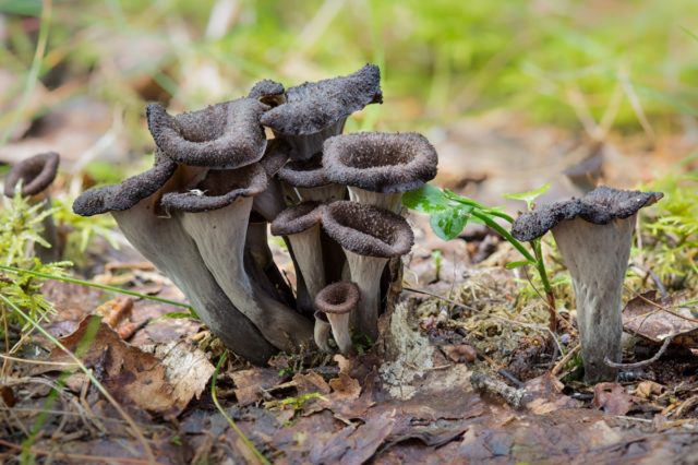 Black chanterelles: how to cook for the winter, recipes for dishes and sauces