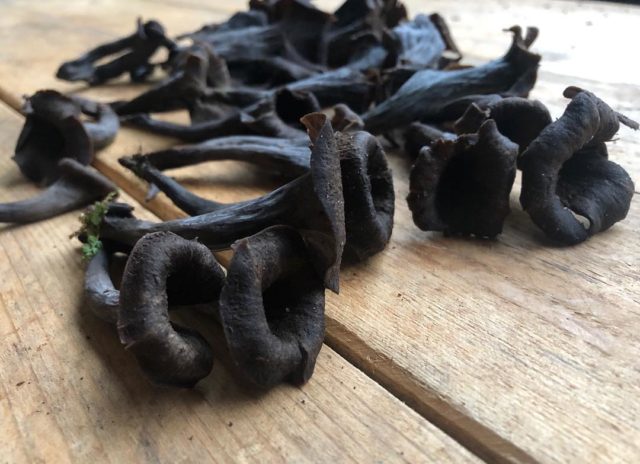 Black chanterelles: how to cook for the winter, recipes for dishes and sauces