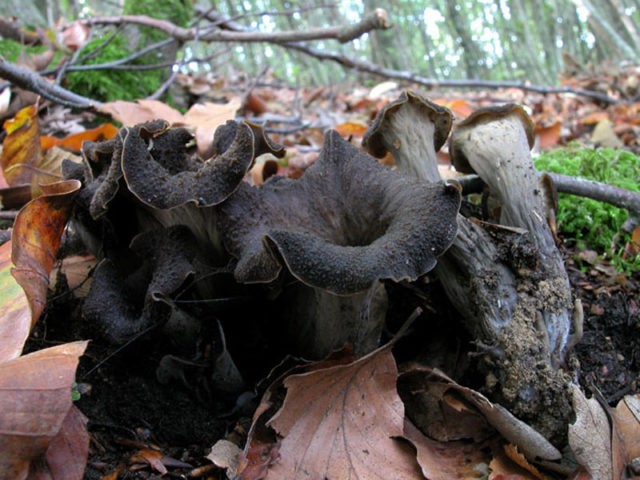 Black chanterelles: how to cook for the winter, recipes for dishes and sauces