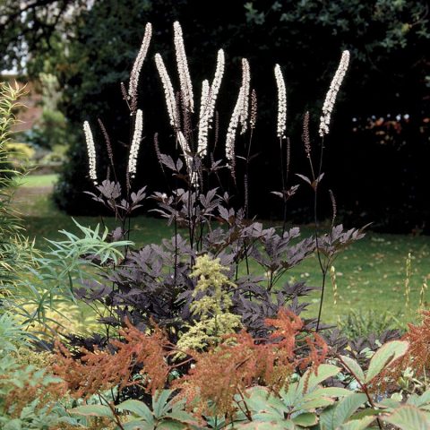 Black cohosh: planting and care in the open field