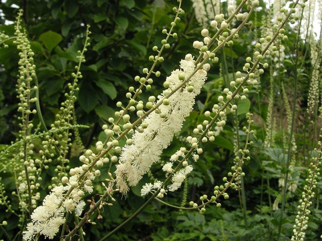 Black cohosh: planting and care in the open field